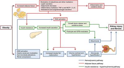 A Nephrologist Perspective on Obesity: From Kidney Injury to Clinical Management